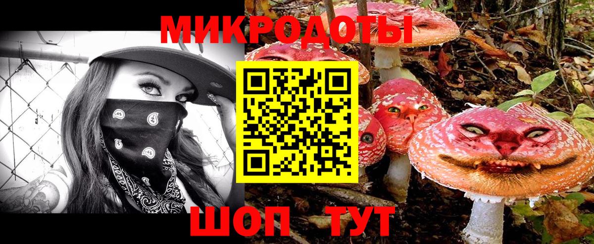 Галлюциногенные грибы Psilocybe Тверь