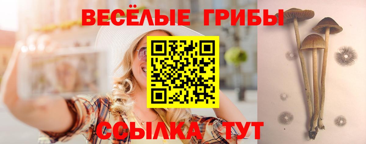Галлюциногенные грибы Psilocybe  Вход с VPN  Галлюциногенные грибы GOLDEN TEACHER  Тверь 